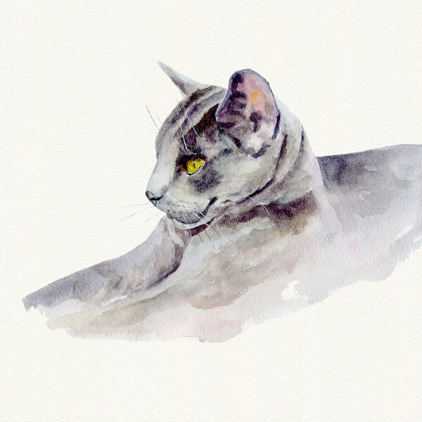 Aquarelle de Lynx genre Chartreux, à retrouver en reproduction