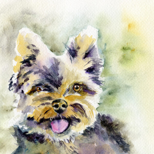 Fripon qui court - Chien Yorkshire terrier