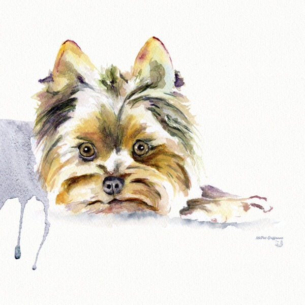 Tête Yorkshire terrier.