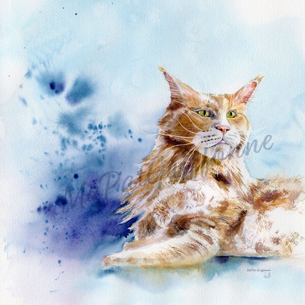 Chat Maine coon - détail