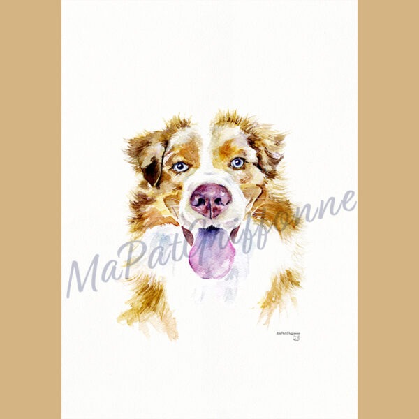 Chien Berger Australien - Détail