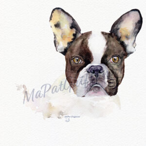 Bulldog Français aquarelle