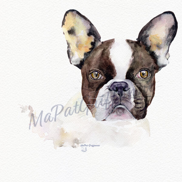 Bulldog Français aquarelle