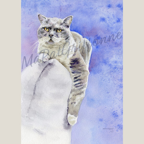 British Shorthair, sur le canapé - Détail